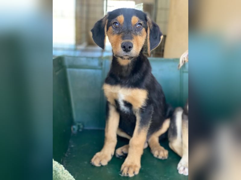 Rockie, geb. ca. 07/2025, lebt in GRIECHENLAND, im städt. Tierheim Serres