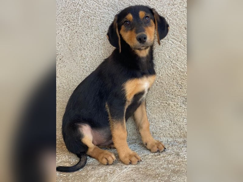 Rockie, geb. ca. 07/2025, lebt in GRIECHENLAND, im städt. Tierheim Serres