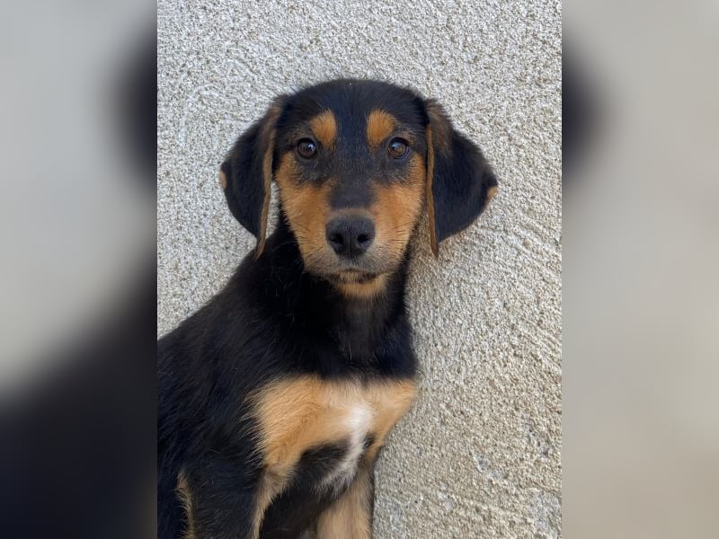 Rockie, geb. ca. 07/2025, lebt in GRIECHENLAND, im städt. Tierheim Serres