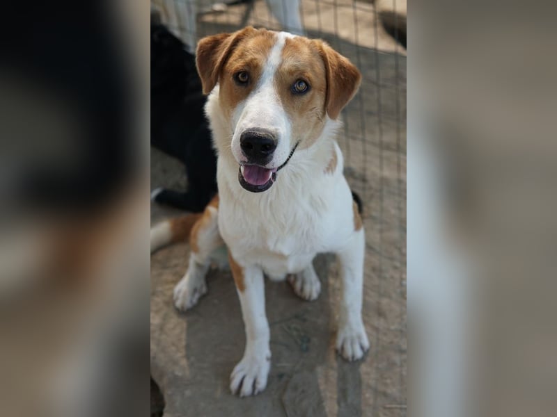 Benji, geb. ca. 10/2024, lebt in GRIECHENLAND, im städt. Tierheim Serres