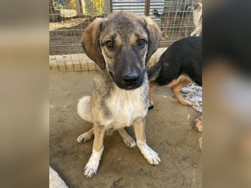 Ryn,  geb. ca. 06/2025, lebt in GRIECHENLAND, auf einer privaten Pflegestelle