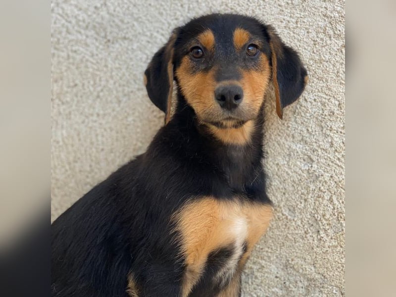 Rockie, geb. ca. 07/2025, lebt in GRIECHENLAND, im städt. Tierheim Serres