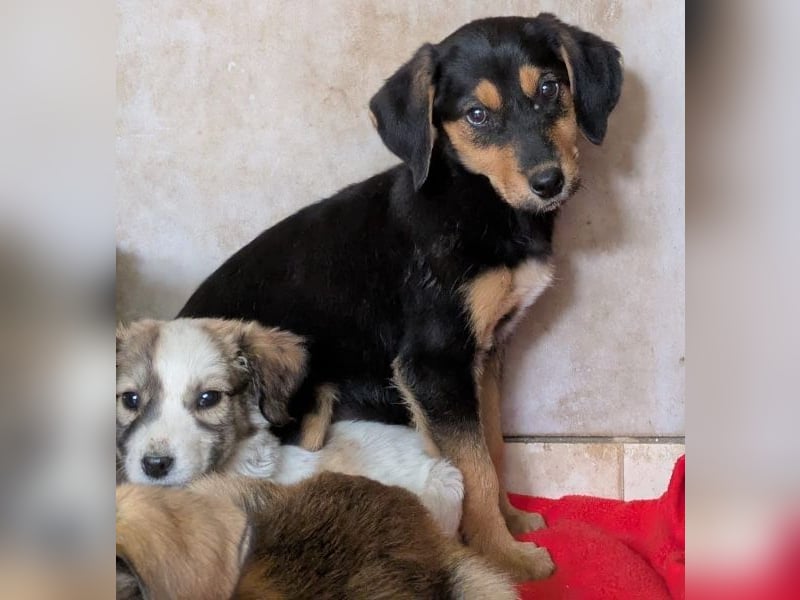 Rockie, geb. ca. 07/2025, lebt in GRIECHENLAND, im städt. Tierheim Serres