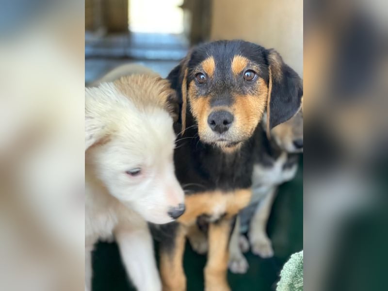 Rockie, geb. ca. 07/2025, lebt in GRIECHENLAND, im städt. Tierheim Serres