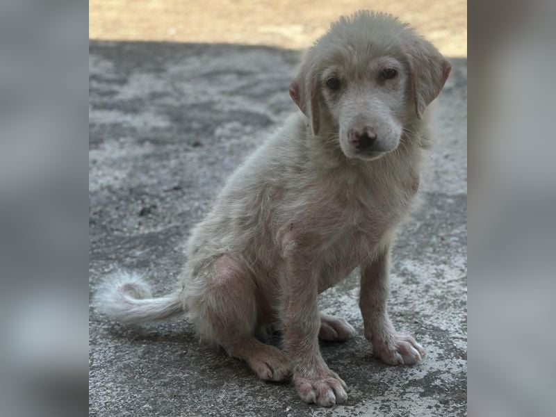 Jonte, geb. ca. 05/2026, lebt in GRIECHENLAND, im städt. Tierheim Serres