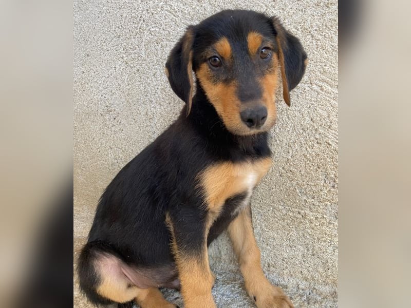 Rockie, geb. ca. 07/2025, lebt in GRIECHENLAND, im städt. Tierheim Serres