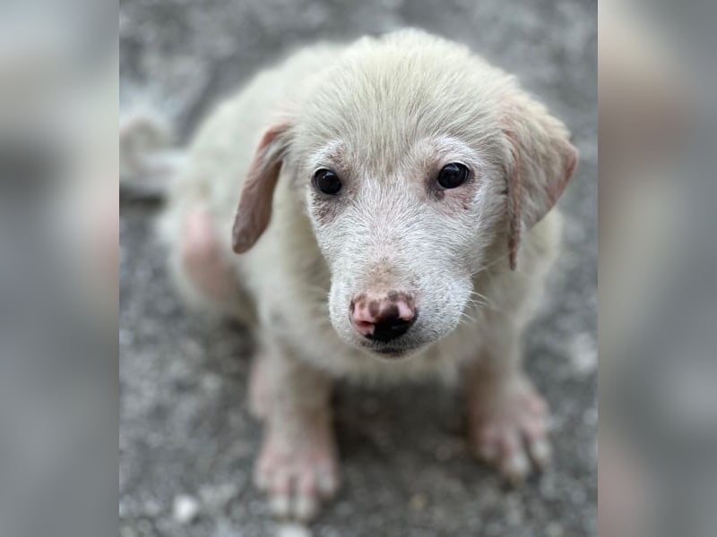 Jonte, geb. ca. 05/2026, lebt in GRIECHENLAND, im städt. Tierheim Serres