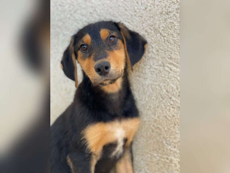 Rockie, geb. ca. 07/2025, lebt in GRIECHENLAND, im städt. Tierheim Serres