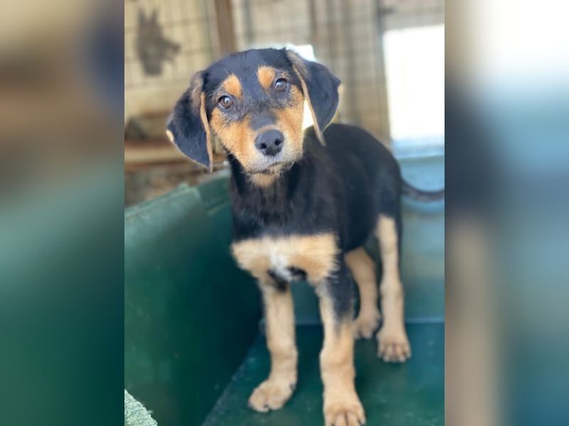 Rockie, geb. ca. 07/2025, lebt in GRIECHENLAND, im städt. Tierheim Serres