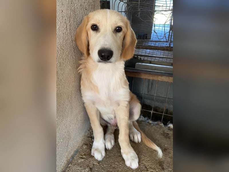 Gipsy, geb. ca. 04/2025, lebt in GRIECHENLAND, im städt. Tierheim Serres