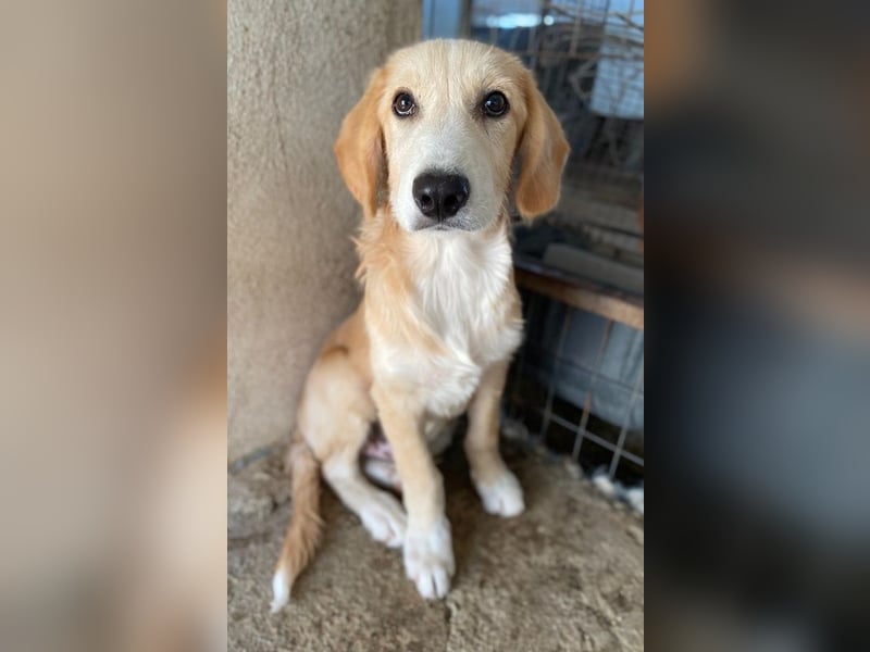 Gipsy, geb. ca. 04/2025, lebt in GRIECHENLAND, im städt. Tierheim Serres