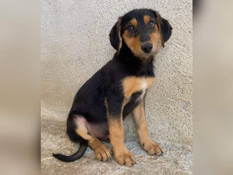 Rockie, geb. ca. 07/2025, lebt in GRIECHENLAND, im städt. Tierheim Serres