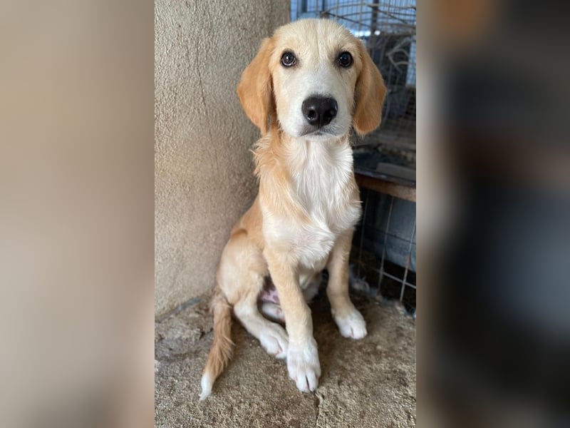 Gipsy, geb. ca. 04/2025, lebt in GRIECHENLAND, im städt. Tierheim Serres