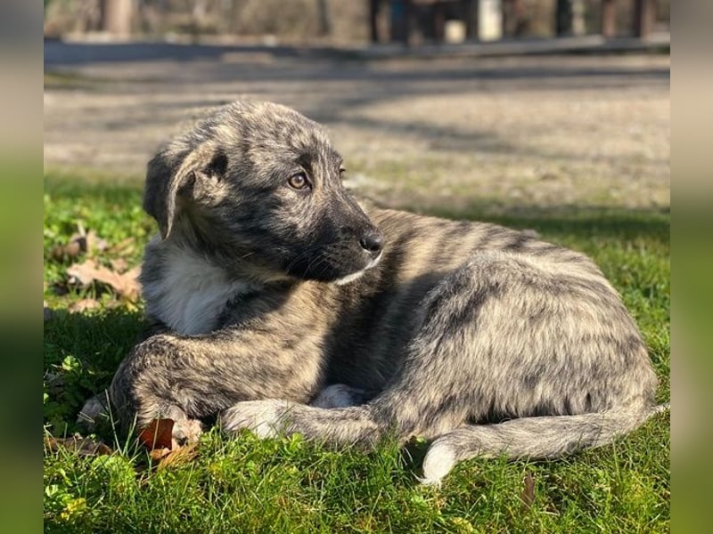 Tofu, geb. ca. 10/2025, lebt in GRIECHENLAND, im städt. Tierheim Serres