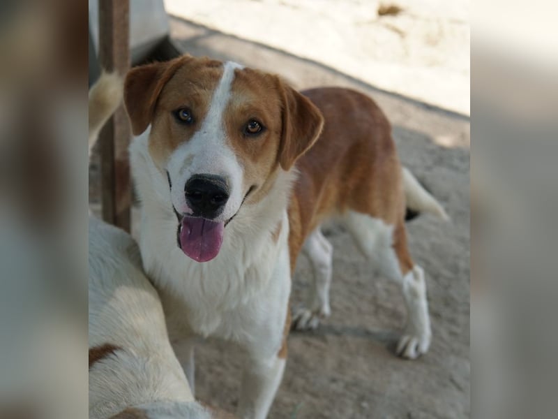 Benji, geb. ca. 10/2024, lebt in GRIECHENLAND, im städt. Tierheim Serres