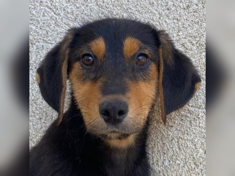 Rockie, geb. ca. 07/2025, lebt in GRIECHENLAND, im städt. Tierheim Serres