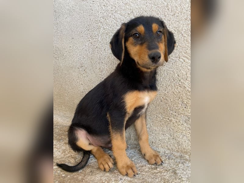 Rockie, geb. ca. 07/2025, lebt in GRIECHENLAND, im städt. Tierheim Serres