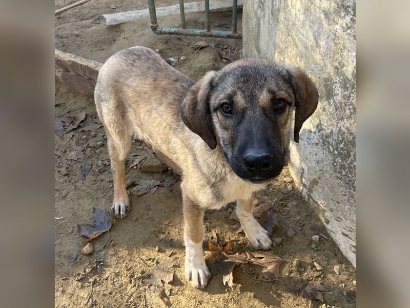 Ryn,  geb. ca. 06/2025, lebt in GRIECHENLAND, auf einer privaten Pflegestelle