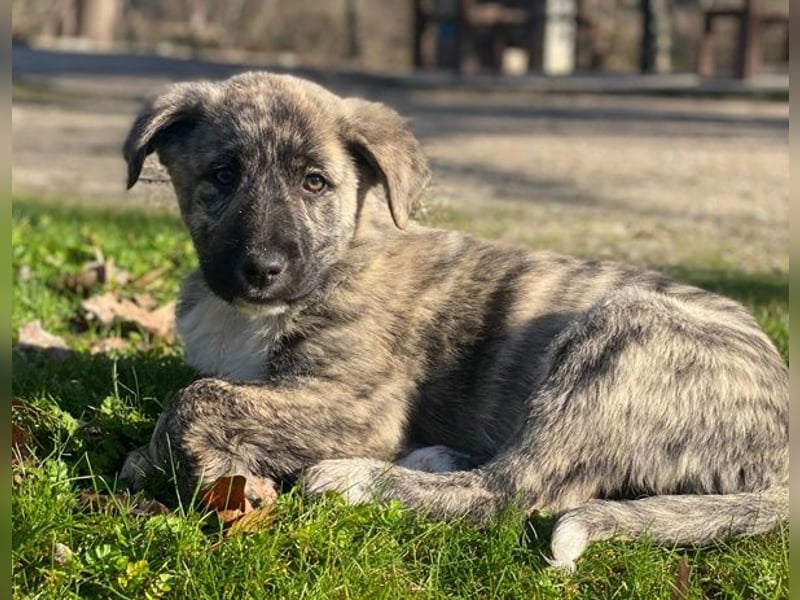Tofu, geb. ca. 10/2025, lebt in GRIECHENLAND, im städt. Tierheim Serres