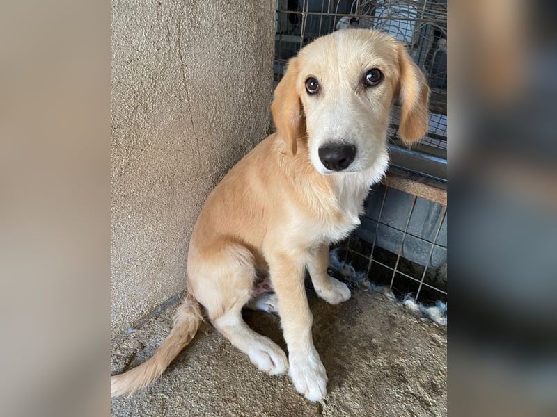 Gipsy, geb. ca. 04/2025, lebt in GRIECHENLAND, im städt. Tierheim Serres