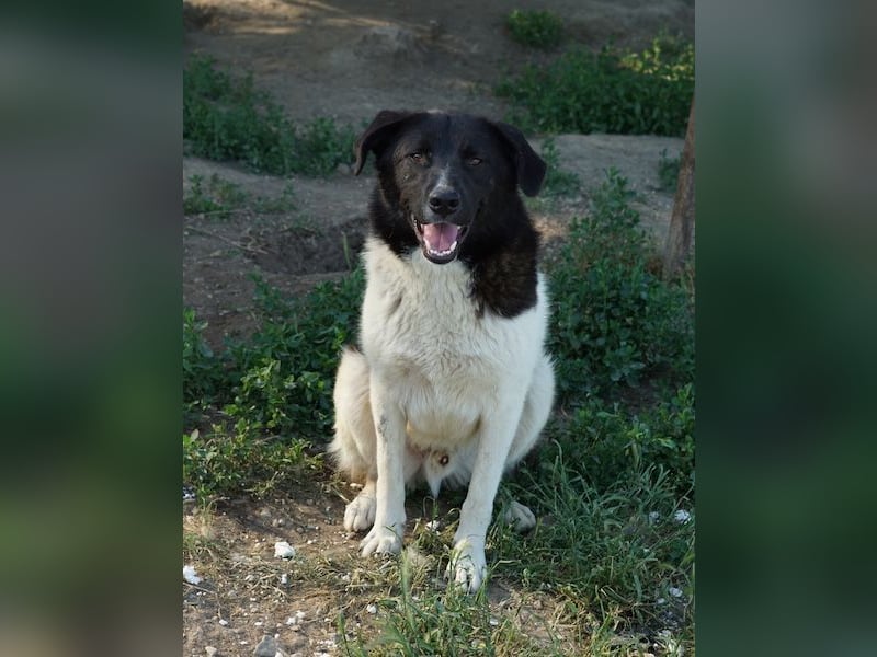 Cap, geb. ca. 06/2024, lebt in GRIECHENLAND, im städt. Tierheim Serres