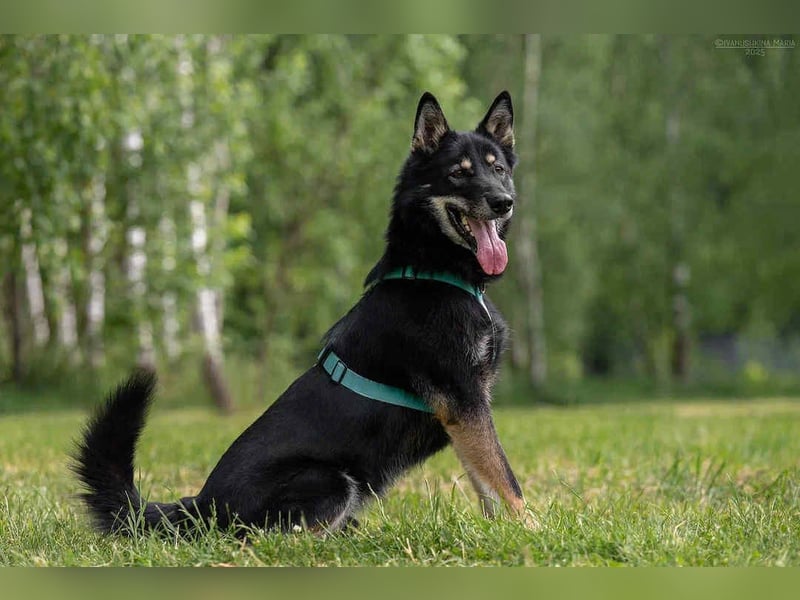 Sozialer Grey sucht liebevolles Zuhause