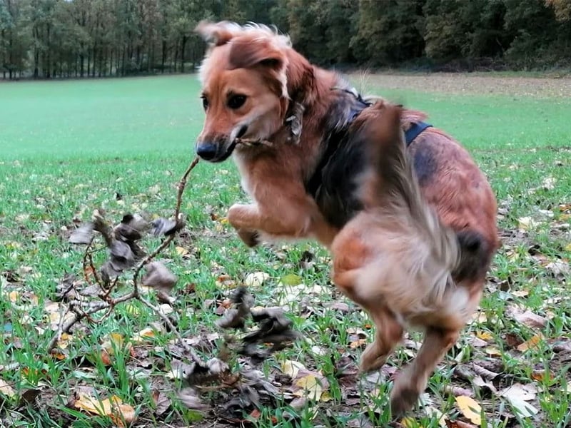 Orlin geb. 04/2024 (in Deutschland) - zärtliche, kluge und verschmuste, wunderschöne Junghündin! Orlin geb. 04/2024 (in Deutschland) - zärtliche, kluge und verschmuste, wunderschöne Junghündin!