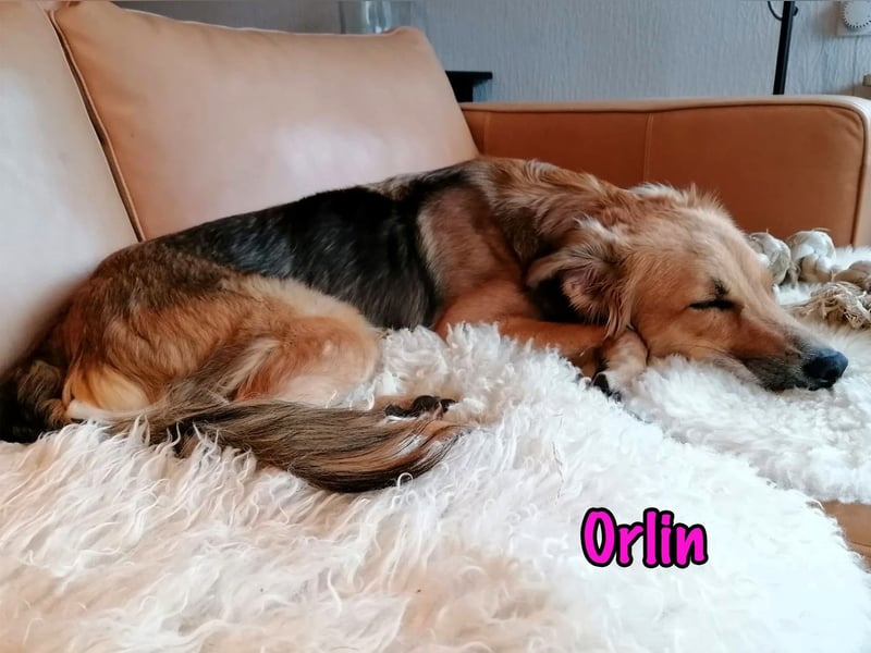 Orlin geb. 04/2024 (in Deutschland) - zärtliche, kluge und verschmuste, wunderschöne Junghündin! Orlin geb. 04/2024 (in Deutschland) - zärtliche, kluge und verschmuste, wunderschöne Junghündin!