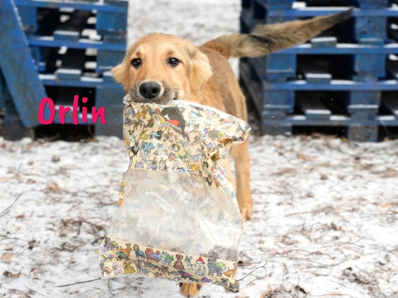 Orlin geb. 04/2024 (in Deutschland) - zärtliche, kluge und verschmuste, wunderschöne Junghündin! Orlin geb. 04/2024 (in Deutschland) - zärtliche, kluge und verschmuste, wunderschöne Junghündin!