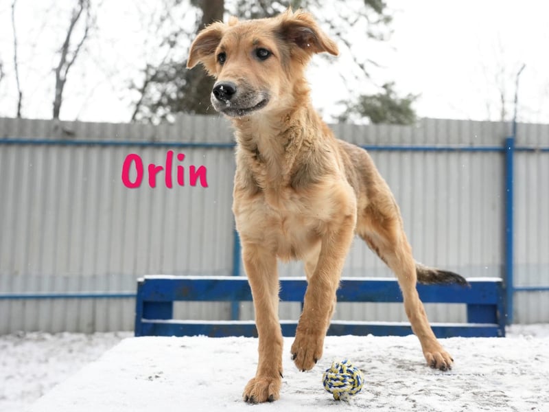Orlin geb. 04/2024 (in Deutschland) - zärtliche, kluge und verschmuste, wunderschöne Junghündin! Orlin geb. 04/2024 (in Deutschland) - zärtliche, kluge und verschmuste, wunderschöne Junghündin!