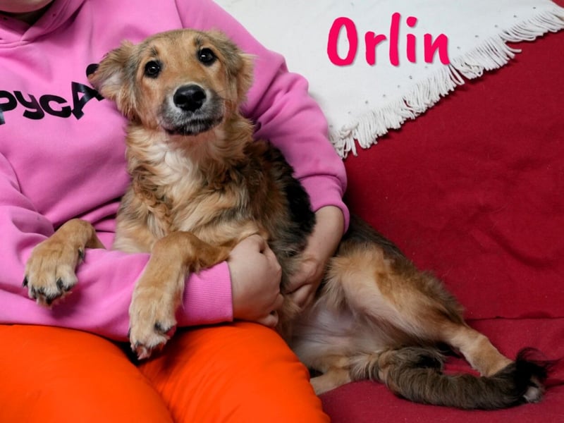 Orlin geb. 04/2024 (in Deutschland) - zärtliche, kluge und verschmuste, wunderschöne Junghündin! Orlin geb. 04/2024 (in Deutschland) - zärtliche, kluge und verschmuste, wunderschöne Junghündin!