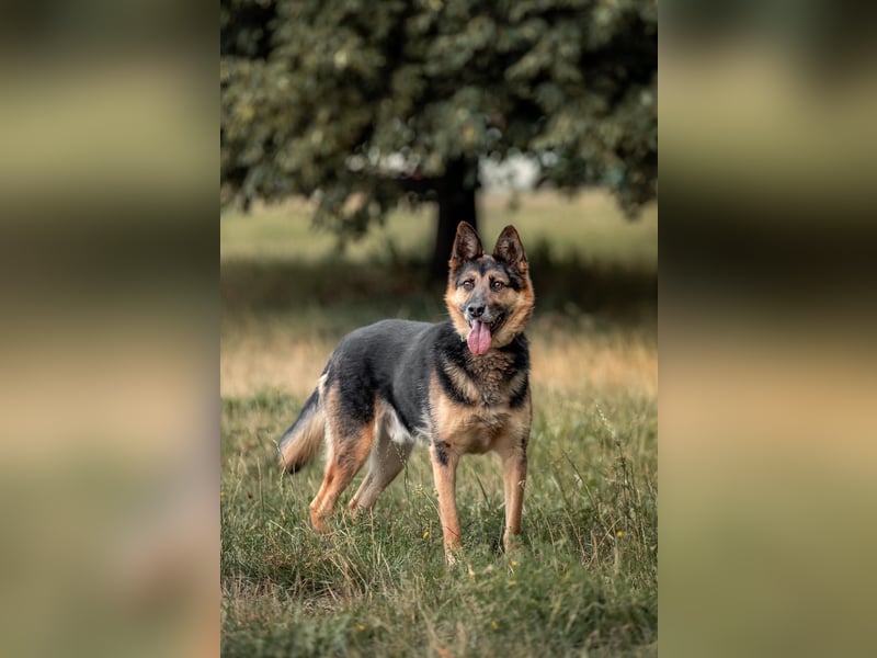 Hübscher Vegas sucht seine Familie