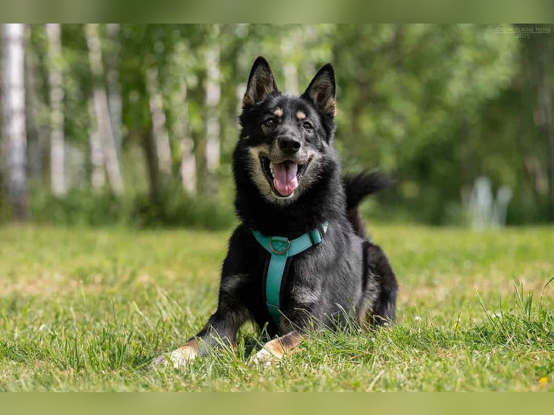 Sozialer Grey sucht liebevolles Zuhause