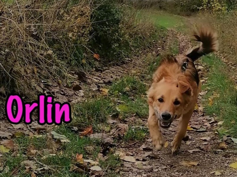 Orlin geb. 04/2024 (in Deutschland) - zärtliche, kluge und verschmuste, wunderschöne Junghündin! Orlin geb. 04/2024 (in Deutschland) - zärtliche, kluge und verschmuste, wunderschöne Junghündin!