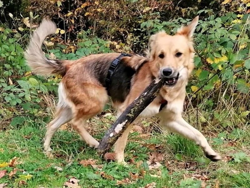 Orlin geb. 04/2024 (in Deutschland) - zärtliche, kluge und verschmuste, wunderschöne Junghündin! Orlin geb. 04/2024 (in Deutschland) - zärtliche, kluge und verschmuste, wunderschöne Junghündin!