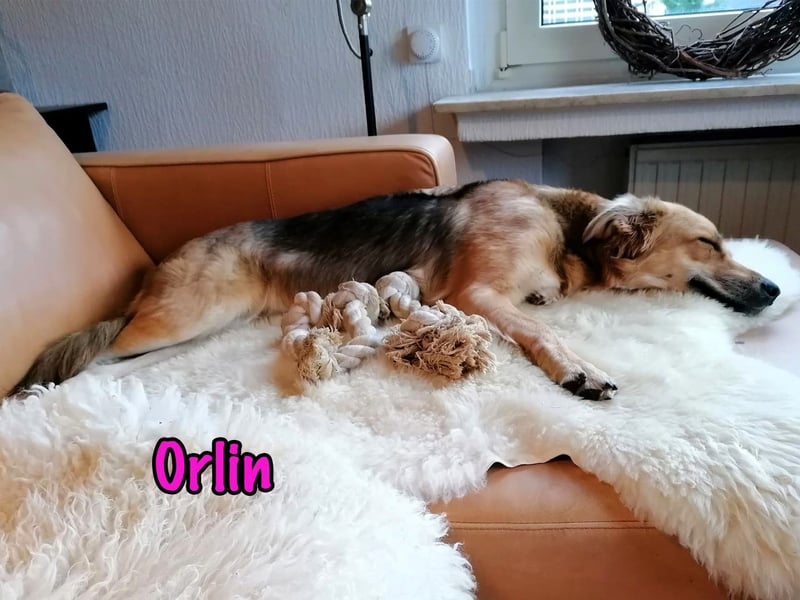Orlin geb. 04/2024 (in Deutschland) - zärtliche, kluge und verschmuste, wunderschöne Junghündin! Orlin geb. 04/2024 (in Deutschland) - zärtliche, kluge und verschmuste, wunderschöne Junghündin!