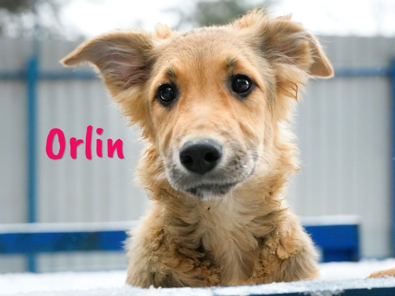 Orlin geb. 04/2024 (in Deutschland) - zärtliche, kluge und verschmuste, wunderschöne Junghündin! Orlin geb. 04/2024 (in Deutschland) - zärtliche, kluge und verschmuste, wunderschöne Junghündin!