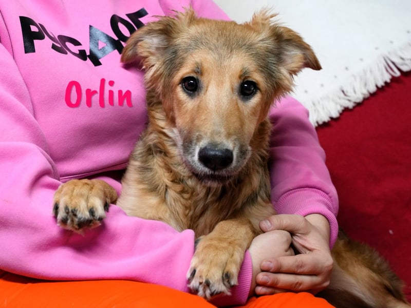 Orlin geb. 04/2024 (in Deutschland) - zärtliche, kluge und verschmuste, wunderschöne Junghündin! Orlin geb. 04/2024 (in Deutschland) - zärtliche, kluge und verschmuste, wunderschöne Junghündin!