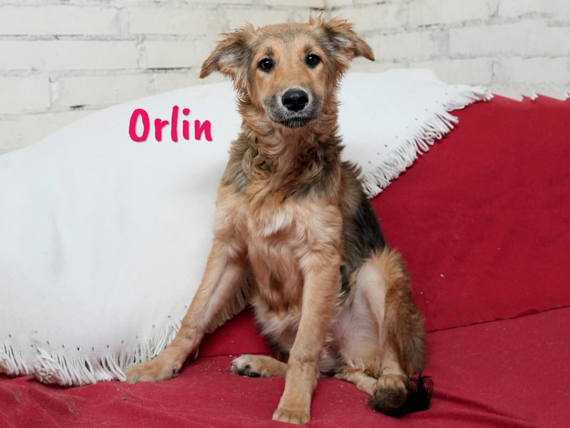 Orlin geb. 04/2024 (in Deutschland) - zärtliche, kluge und verschmuste, wunderschöne Junghündin! Orlin geb. 04/2024 (in Deutschland) - zärtliche, kluge und verschmuste, wunderschöne Junghündin!