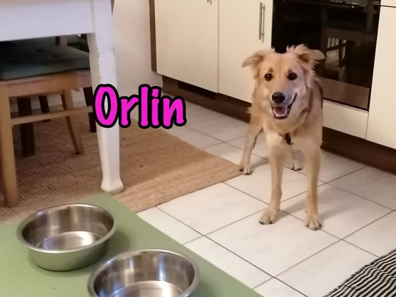 Orlin geb. 04/2024 (in Deutschland) - zärtliche, kluge und verschmuste, wunderschöne Junghündin! Orlin geb. 04/2024 (in Deutschland) - zärtliche, kluge und verschmuste, wunderschöne Junghündin!