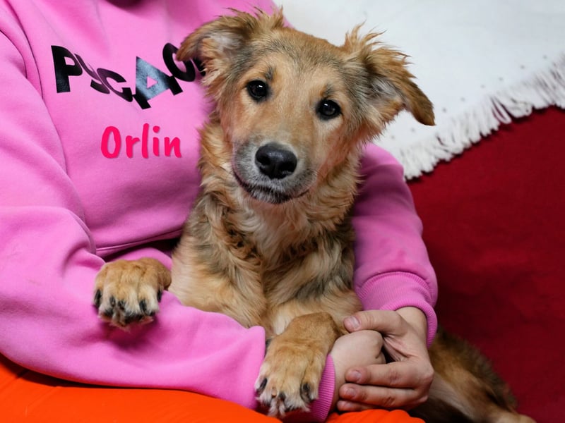 Orlin geb. 04/2024 (in Deutschland) - zärtliche, kluge und verschmuste, wunderschöne Junghündin! Orlin geb. 04/2024 (in Deutschland) - zärtliche, kluge und verschmuste, wunderschöne Junghündin!
