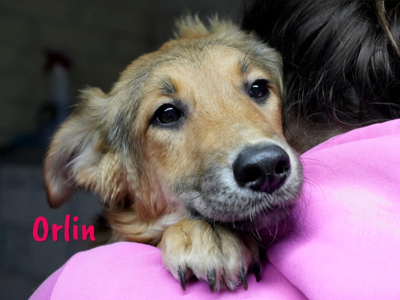 Orlin geb. 04/2024 (in Deutschland) - zärtliche, kluge und verschmuste, wunderschöne Junghündin! Orlin geb. 04/2024 (in Deutschland) - zärtliche, kluge und verschmuste, wunderschöne Junghündin!