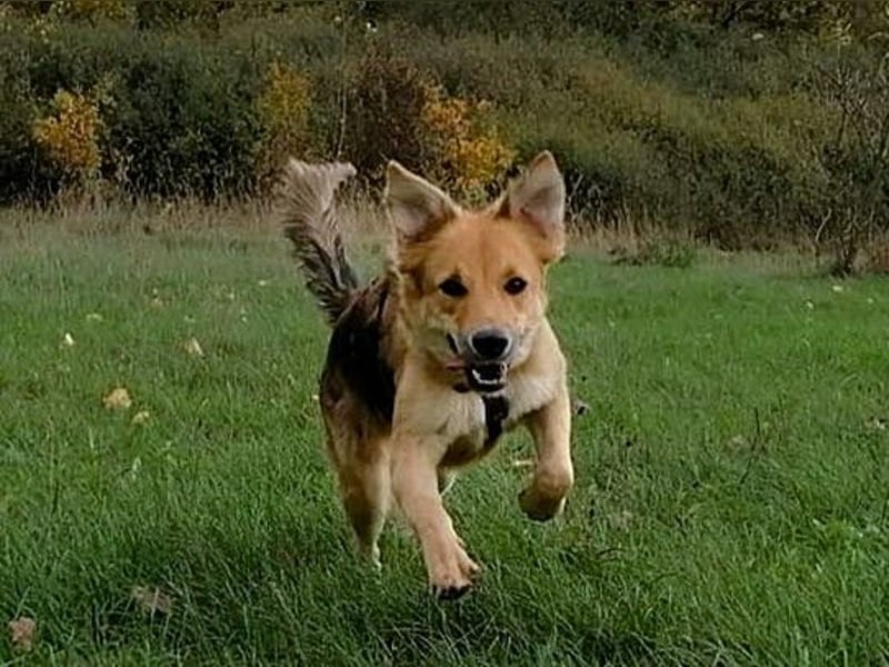 Orlin geb. 04/2024 (in Deutschland) - zärtliche, kluge und verschmuste, wunderschöne Junghündin! Orlin geb. 04/2024 (in Deutschland) - zärtliche, kluge und verschmuste, wunderschöne Junghündin!