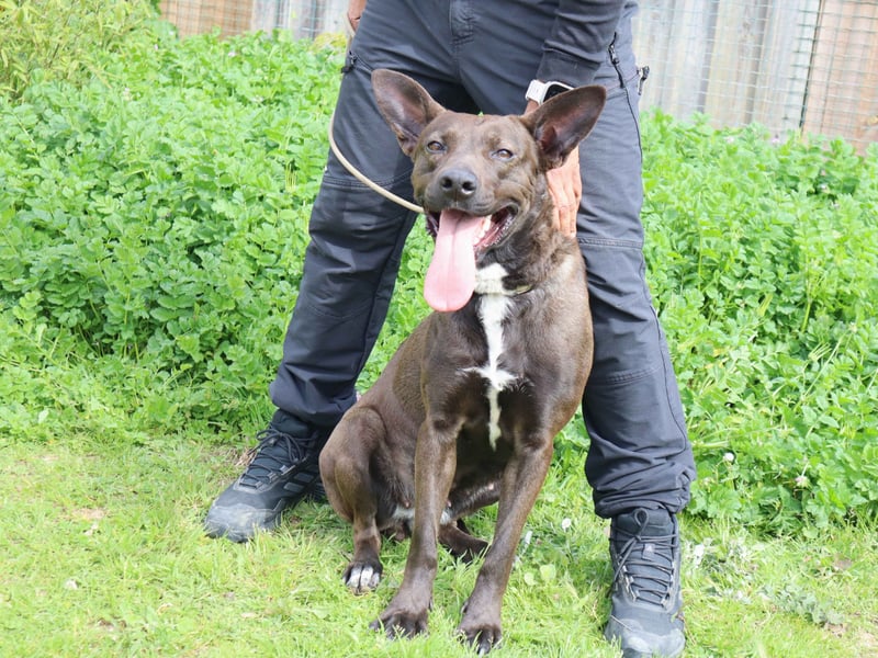 Powerlady Lindinha ❤️ liebt Katzen und Menschen