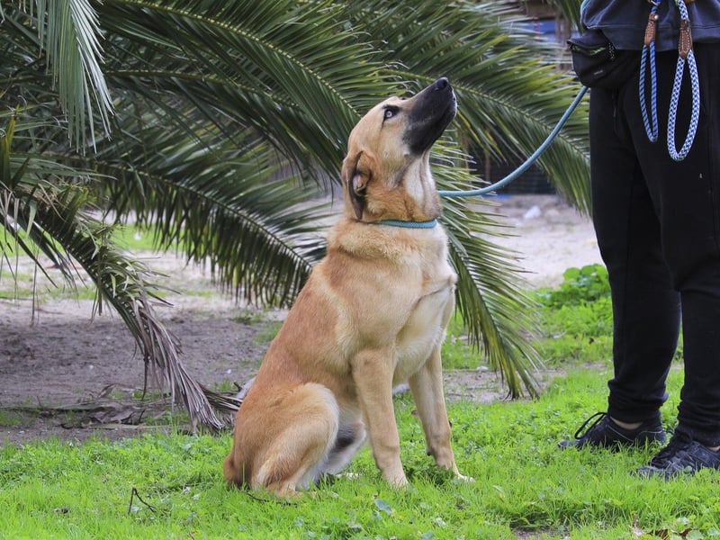 BEAU - ein leinenführiger freundlicher Welpe