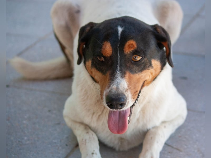 FABIO - sucht Bauchkrauler - mehr als 4 Jahre im Tierheim sind genug!!