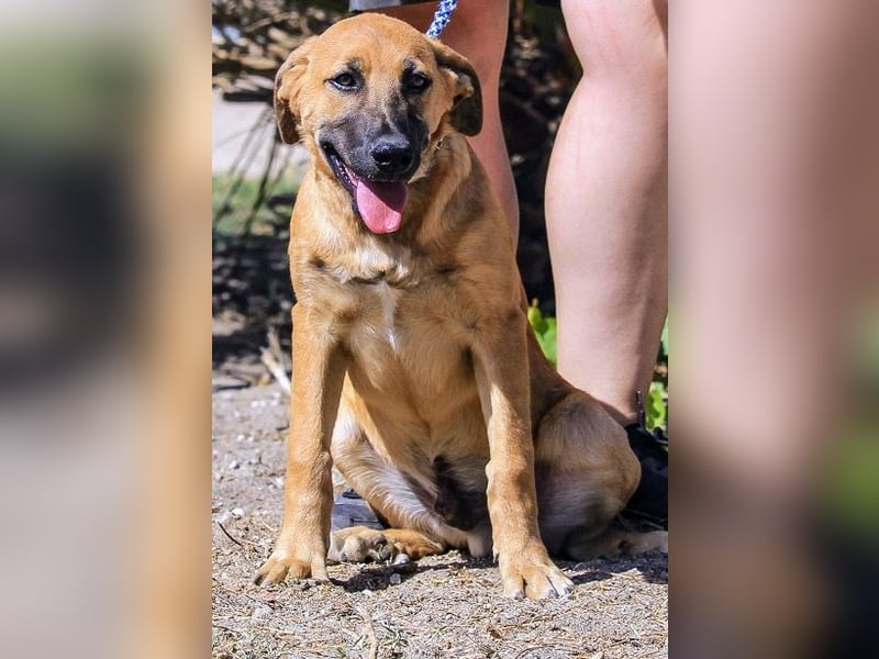 BEAU - ein leinenführiger freundlicher Welpe