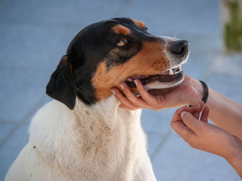 FABIO - sucht Bauchkrauler - mehr als 4 Jahre im Tierheim sind genug!!