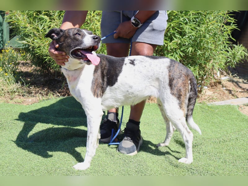 Seniorin Nikita ❤️ hatte ein gutes Zuhause bis ihre Besitzerin verstarb