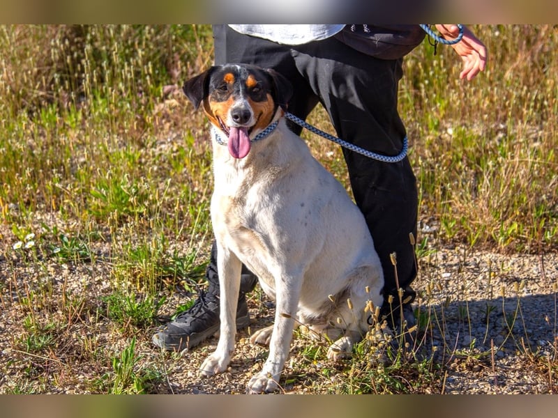 FABIO - sucht Bauchkrauler - mehr als 4 Jahre im Tierheim sind genug!!
